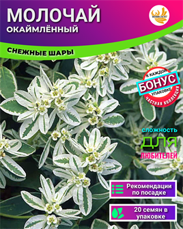 {{photo.Alt || photo.Description || 'Молочай Окаймлённый семена 20шт + Бонус + Рекомендации по посадке БЕСПЛАТНО'}}