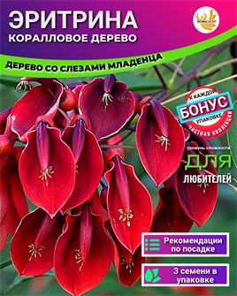 {{photo.Alt || photo.Description || 'Эритрина Коралловое Дерево семена 3шт + Бонус + Инструкции по посеву БЕСПЛАТНО!'}}