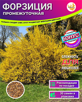 {{photo.Alt || photo.Description || 'Форзиция семена 30шт + Бонус + Рекомендации по посадке БЕСПЛАТНО'}}