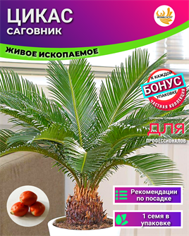 {{photo.Alt || photo.Description || 'ЦИКАС Саговник семена 1 шт + Советы по Посеву + Подарок'}}
