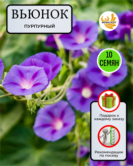{{photo.Alt || photo.Description || 'Вьюнок Пурпурный семена 10шт со Своего Огорода + Советы по Посеву + Подарок'}}