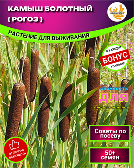 {{photo.Alt || photo.Description || 'Камыш Болотный (Рогоз) семена 50шт + рекомендации по проращиванию + Подарок'}}