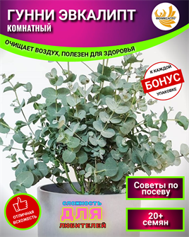 {{photo.Alt || photo.Description || 'Эвкалипт ГУННИ Комнатный 20 семян + Бонус + Рекомендации по посеву БЕСПЛАТНО!'}}