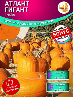 {{photo.Alt || photo.Description || 'Атлант Гигант Тыква семена 5 шт + Бонус + Рекомендации по посеву БЕСПЛАТНО!'}}