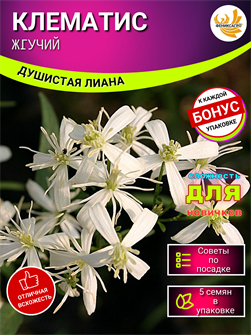 {{photo.Alt || photo.Description || 'Клематис Жгучий Семена 5 шт + Бонус + Рекомендации по посеву БЕСПЛАТНО!'}}