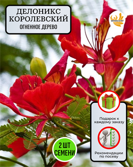 {{photo.Alt || photo.Description || 'Огненное Дерево Делоникс семена 2 шт + Советы по Посеву + Подарок'}}