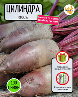 {{photo.Alt || photo.Description || 'Свекла Цилиндра семена 100шт со Своего Огорода + Советы по Посеву + Подарок'}}