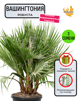 {{photo.Alt || photo.Description || 'Пальма Вашингтония Робуста семена 3 шт + Советы по Посеву + Подарок'}}