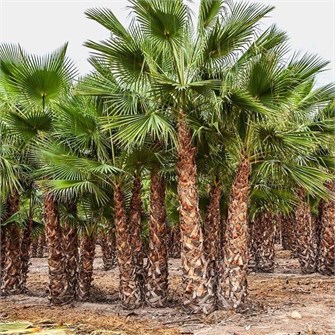 {{photo.Alt || photo.Description || 'Пальма Вашингтония Робуста семена 3 шт + Советы по Посеву + Подарок - копия'}}