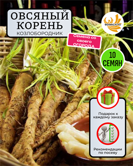 {{photo.Alt || photo.Description || 'Овсяный Корень семена 10 шт + Советы по Посеву + Подарок'}}