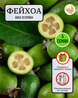 {{photo.Alt || photo.Description || 'Фейхоа Акка Селлова семена 5 шт со Своего Огорода + Советы по Посеву + Подарок'}}