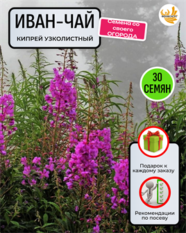 {{photo.Alt || photo.Description || 'Иван-Чай Кипрей Узколисный семена 30шт со Своего Огорода + Советы по Посеву + Подарок'}}