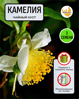 {{photo.Alt || photo.Description || 'Чайная Камелия семена 3 шт Сбор 2023 + Советы по Посеву + Подарок'}}