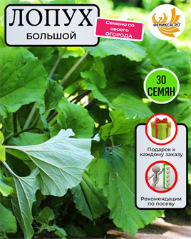 {{photo.Alt || photo.Description || 'Лопух Большой семена 30шт со Своего Огорода + Советы по Посеву + Подарок'}}