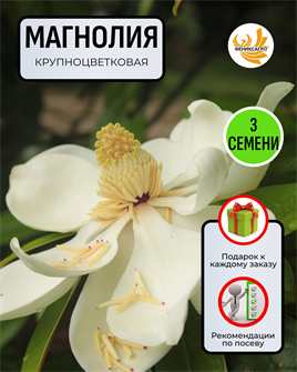 {{photo.Alt || photo.Description || 'Магнолия Крупноцветковая семена 3 шт + Советы по Посеву + Подарок'}}