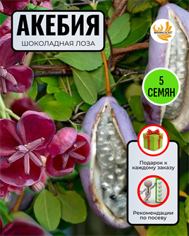 {{photo.Alt || photo.Description || 'Акебия - Шоколадная Лоза семена 5 шт + Советы по Посеву + Подарок'}}