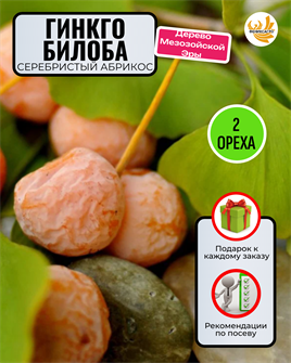 {{photo.Alt || photo.Description || 'Гинкго Билоба орехи 2 шт + Советы по Посеву + Подарок'}}