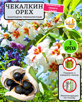 {{photo.Alt || photo.Description || 'Чекалкин Орех / Ксантоцерас рябинолистный Орехи 5 шт + Советы по Посеву + Подарок'}}