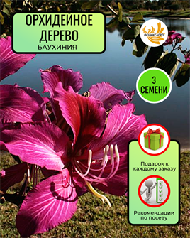 {{photo.Alt || photo.Description || 'Орхидейное Дерево Баухиния Комнатная семена 3 шт + Советы по Посеву + Подарок'}}