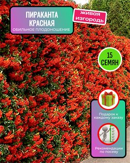 {{photo.Alt || photo.Description || 'Пираканта Красная Вечнозеленая семена 15 шт + Советы по Посеву + Подарок'}}