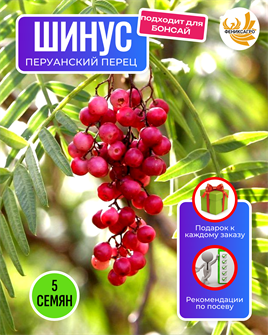 {{photo.Alt || photo.Description || 'Шинус Перуанский Перец семена 5 шт + Советы по Посеву + Подарок'}}