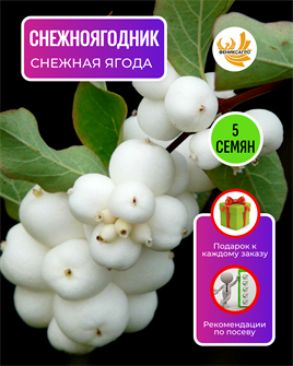 {{photo.Alt || photo.Description || 'Снежноягодник семена 5 шт со Своего Сада + Советы по Посеву + Подарок'}}