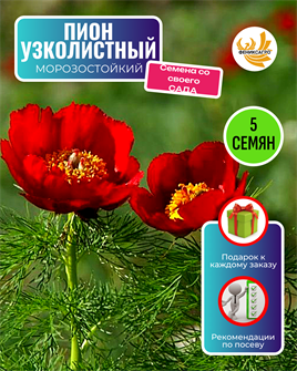 {{photo.Alt || photo.Description || 'Пион Узколистный Морозостойкий семена 5 шт со Своего Сада + Советы по Посеву + Подарок'}}