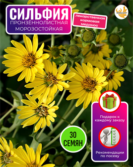 {{photo.Alt || photo.Description || 'Сильфия Пронзённолистная семена 30шт + Бонус + Рекомендации по посеву БЕСПЛАТНО'}}