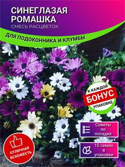 {{photo.Alt || photo.Description || 'Синеглазая Ромашка Микс Цветов Остеоспермум семена 10 шт + Бонус + Рекомендации по посеву БЕСПЛАТНО!'}}