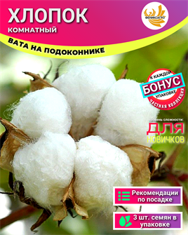 {{photo.Alt || photo.Description || 'Хлопок Комнатный - Вата на Подоконнике семена 3 шт + Бонус + Рекомендации по посадке'}}