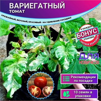 {{photo.Alt || photo.Description || 'Вариегатный Томат Экзотика семена 10 шт Своя Грядка + Бонус + Рекомендации по посеву БЕСПЛАТНО!'}}