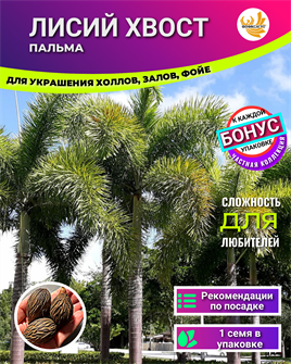 {{photo.Alt || photo.Description || 'Пальма Лисий Хвост семена 1 шт + Бонус + Рекомендации по посеву'}}