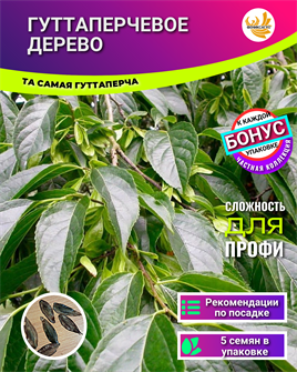 {{photo.Alt || photo.Description || 'Гуттаперчевое Дерево семена 5 шт + Бонус + Инструкции по посеву БЕСПЛАТНО!'}}