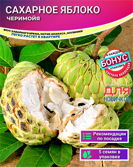 {{photo.Alt || photo.Description || 'Черимойя Сахарное Яблоко семена 5 шт + Бонус + Рекомендации по посеву'}}