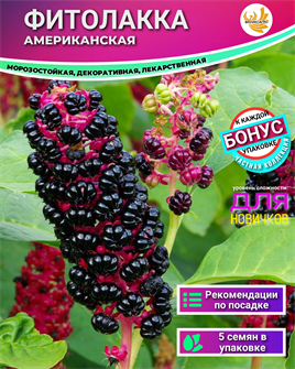 {{photo.Alt || photo.Description || 'Фитолакка Морозостойкая Лекарственная Декоративная Семена 5 шт + Бонус + Рекомендации по посеву БЕСПЛАТНО!'}}