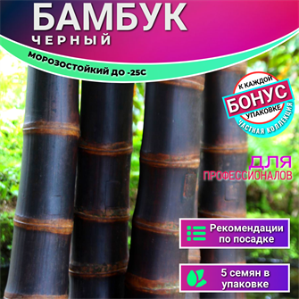 {{photo.Alt || photo.Description || 'Бамбук Черный МОСО морозостойкий Семена 5 шт + Бонус + Рекомендации по посеву БЕСПЛАТНО!'}}