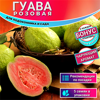 {{photo.Alt || photo.Description || 'Гуава Розовая для Подоконника Семена 5 шт + Бонус + Рекомендации по посеву БЕСПЛАТНО!'}}