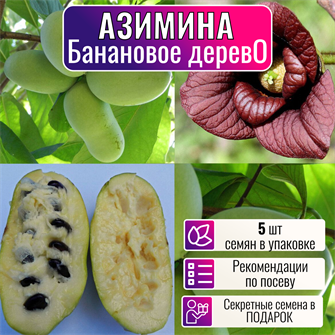 {{photo.Alt || photo.Description || 'Азимина Банановое Дерево Семена 5 шт + Бонус + Рекомендации по посадке!'}}