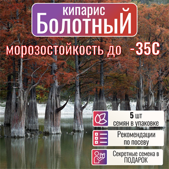 {{photo.Alt || photo.Description || 'Болотный Кипарис Морозостойкий Семена 5 шт + Бонус + Рекомендации по посадке!'}}