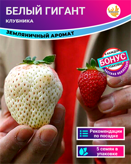 {{photo.Alt || photo.Description || 'Клубника Белый Гигант семена 5 шт + Бонус + Рекомендации по проращиванию'}}