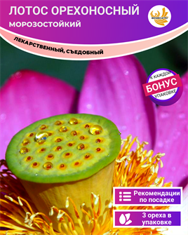 {{photo.Alt || photo.Description || 'Лотос Орехоносный Морозостойкий 3 ореха + Бонус + Рекомендации по проращиванию БЕСПЛАТНО'}}