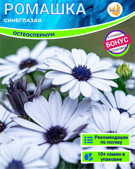 {{photo.Alt || photo.Description || 'Синеглазая Ромашка Остеоспермум семена 10 шт + Бонус + Рекомендации по посеву БЕСПЛАТНО!'}}