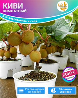 {{photo.Alt || photo.Description || 'Киви Комнатный семена 10 шт + Бонус + Рекомендации по проращиванию БЕСПЛАТНО'}}