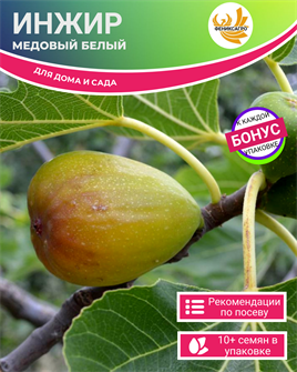 {{photo.Alt || photo.Description || 'Инжир Медовый Белый Комнатный семена 10 шт + Бонус + Рекомендации по проращиванию БЕСПЛАТНО!'}}