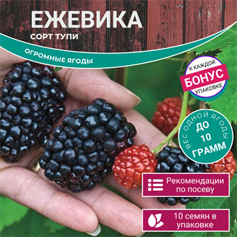 {{photo.Alt || photo.Description || 'Ежевика сорт Тупи семена 10 шт + Бонус + Рекомендации по посадке БЕСПЛАТНО!'}}