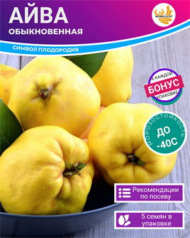 {{photo.Alt || photo.Description || 'Айва Обыкновенная семена 5 шт + Бонус + Рекомендации по проращиванию БЕСПЛАТНО'}}