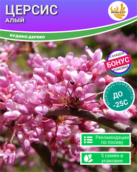 {{photo.Alt || photo.Description || 'Церсис Алый "Иудино Дерево" семена 5 шт + Бонус + Рекомендации по посеву БЕСПЛАТНО'}}