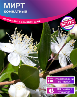 {{photo.Alt || photo.Description || 'Мирт Комнатный семена 10 шт + Бонус + Рекомендации по проращиванию БЕСПЛАТНО'}}