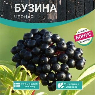 {{photo.Alt || photo.Description || 'Бузина Черная семена 20 шт + Бонус + Рекомендации по проращиванию БЕСПЛАТНО'}}