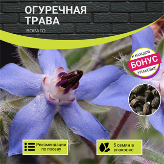 {{photo.Alt || photo.Description || 'Огуречная Трава Бораго семена 5 шт + Бонус + Рекомендации по Посеву БЕСПЛАТНО!'}}